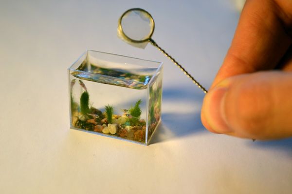 Самый маленький в мире аквариум